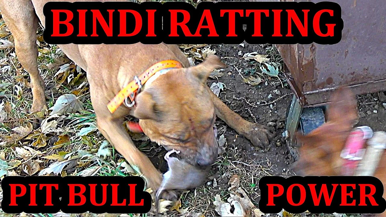 Bindi Is The Goat!!! 53 Rats Eliminated By Trained Mink And Dogs.