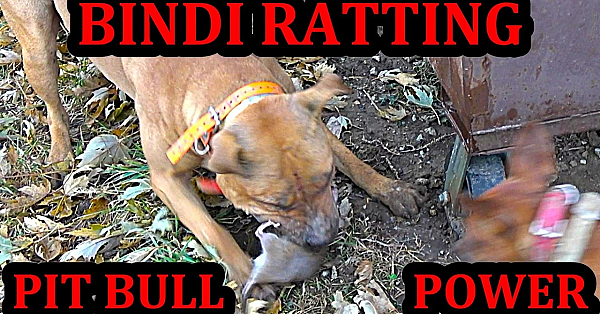 Bindi Is The Goat!!! 53 Rats Eliminated By Trained Mink And Dogs.