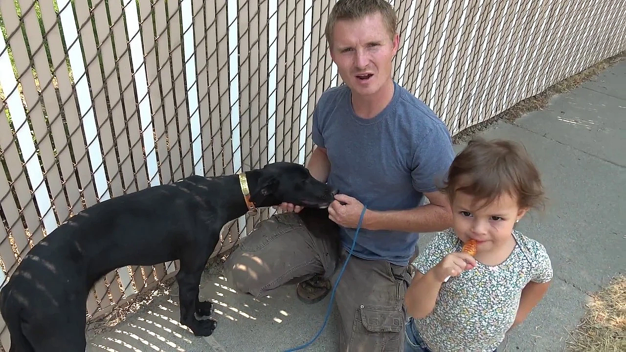 Basic Training For Boss And Lilly, My Minkenry Dogs