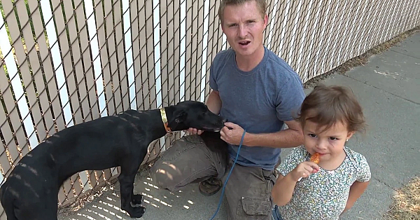 Basic Training For Boss And Lilly, My Minkenry Dogs