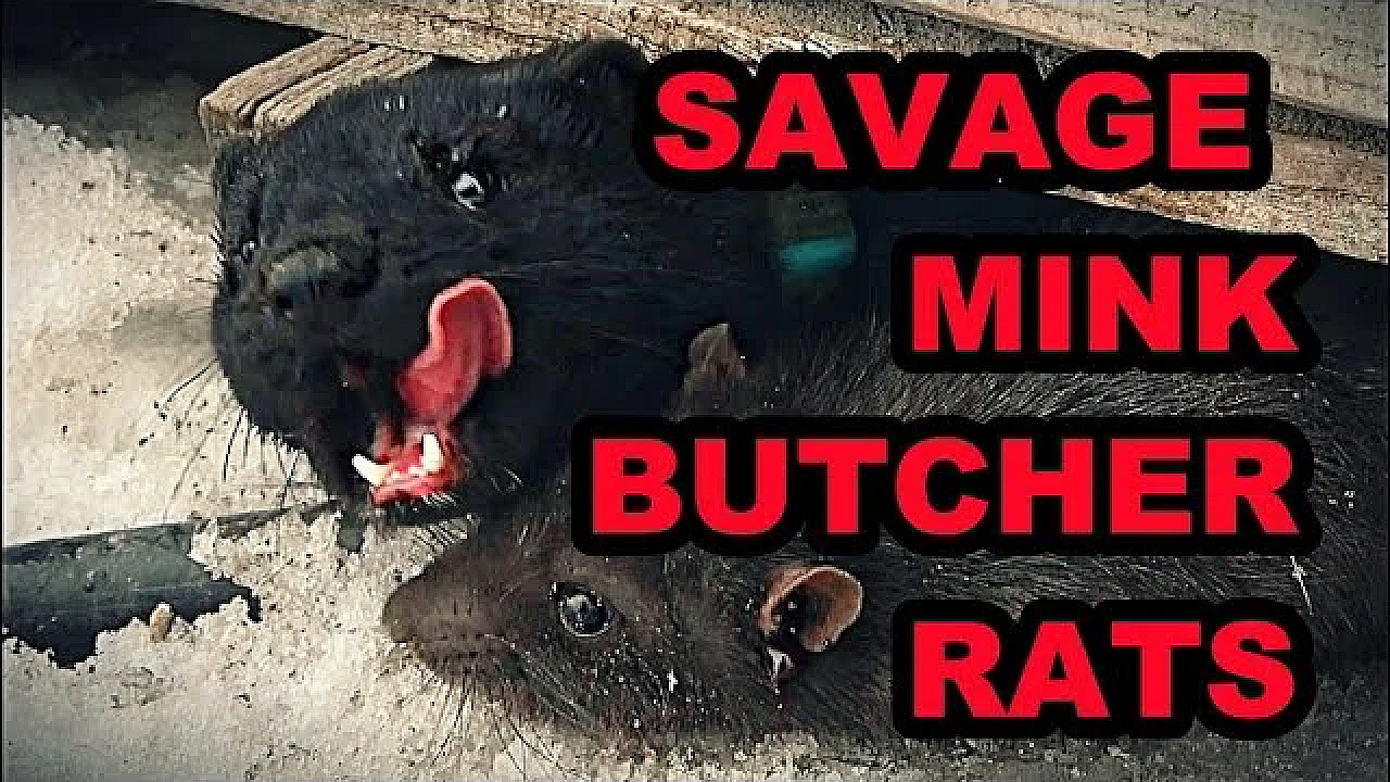 Pheasant Farm Rat Infestation!