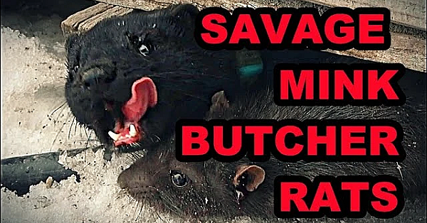 Pheasant Farm Rat Infestation!