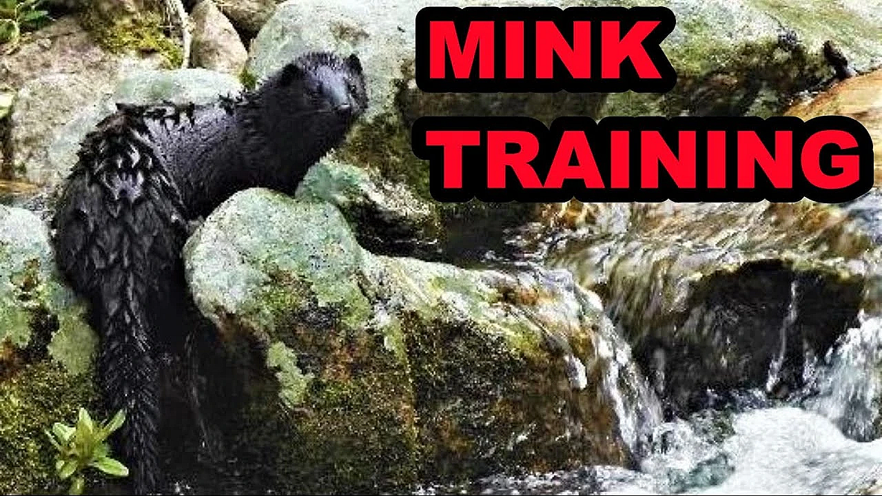 Easy Solution For Training My Mink Spark