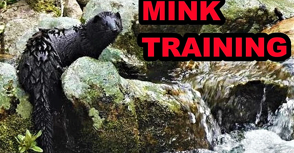 Easy Solution For Training My Mink Spark