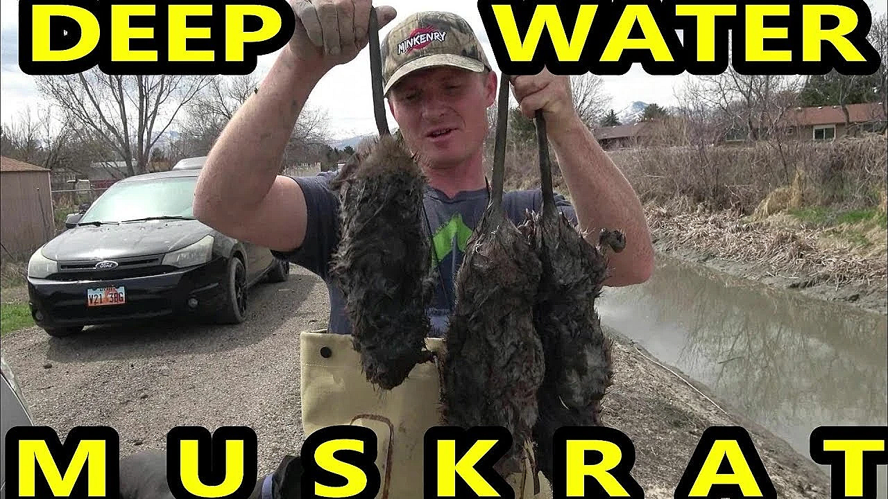 Deep Water Muskrat Capture By Spot The Mink
