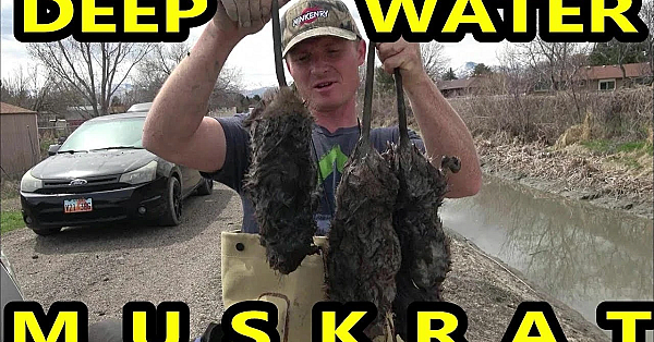 Deep Water Muskrat Capture By Spot The Mink