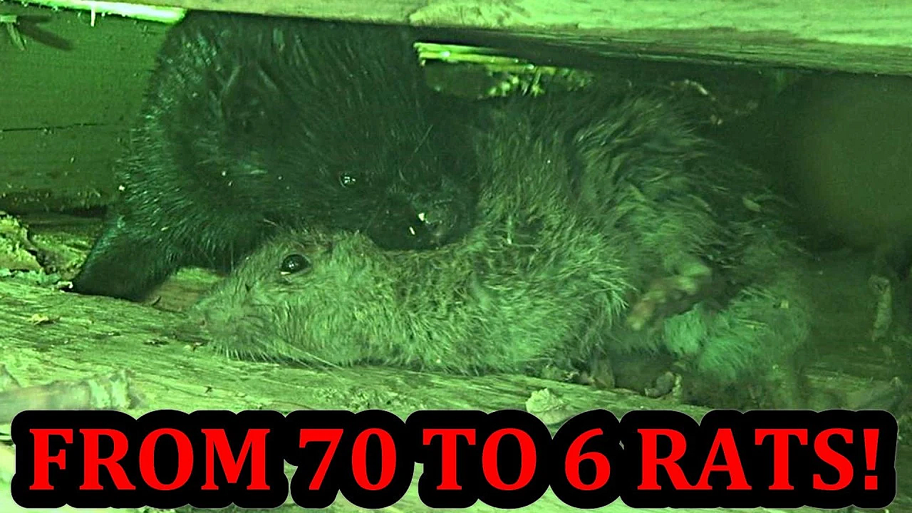 Mink and Pit Bulls: Exterminate 70 Rats Down to 6!!!