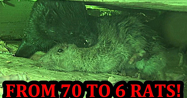 Mink and Pit Bulls: Exterminate 70 Rats Down to 6!!!