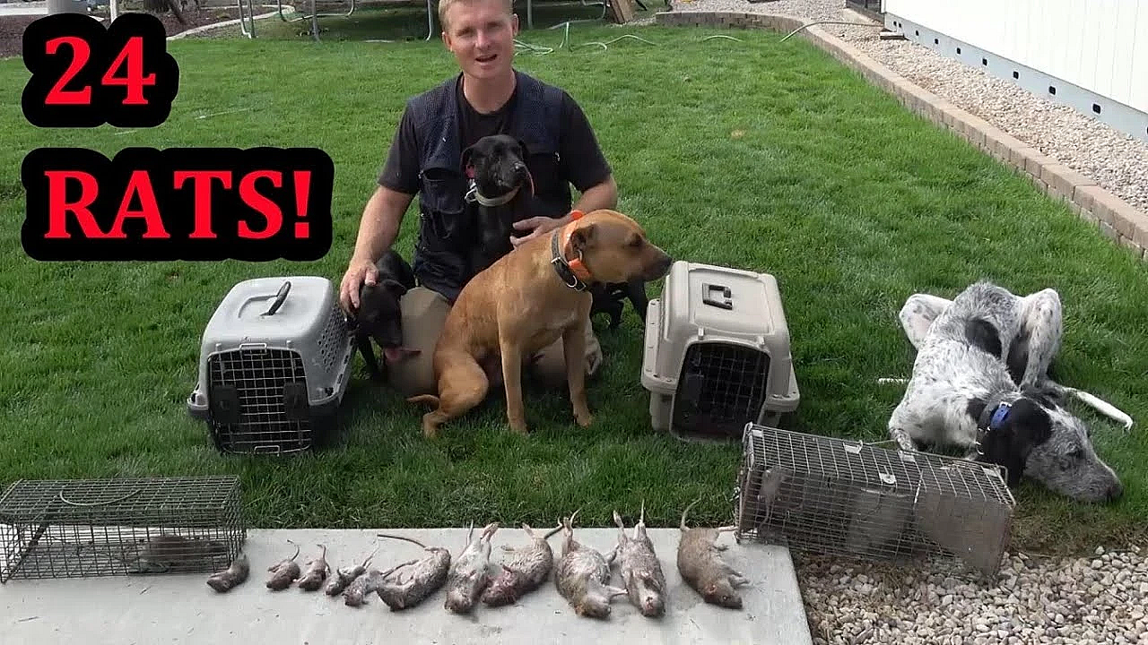 24 Rats Infesting Back Yard!