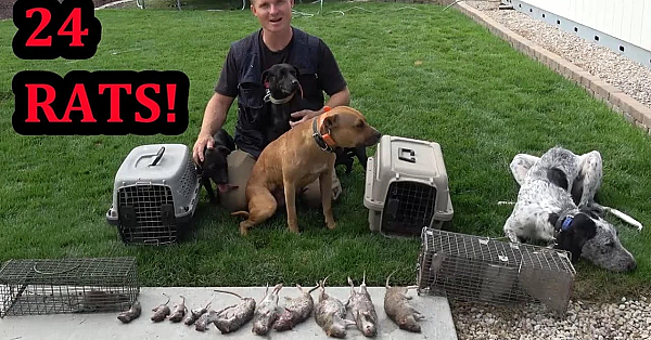 24 Rats Infesting Back Yard!