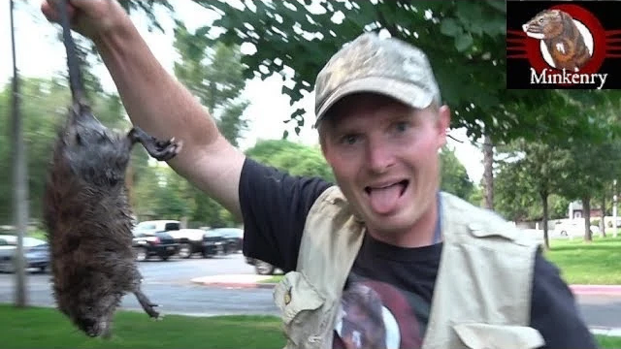 Brocc The Mink Helps Us Net Muskrats At The Park