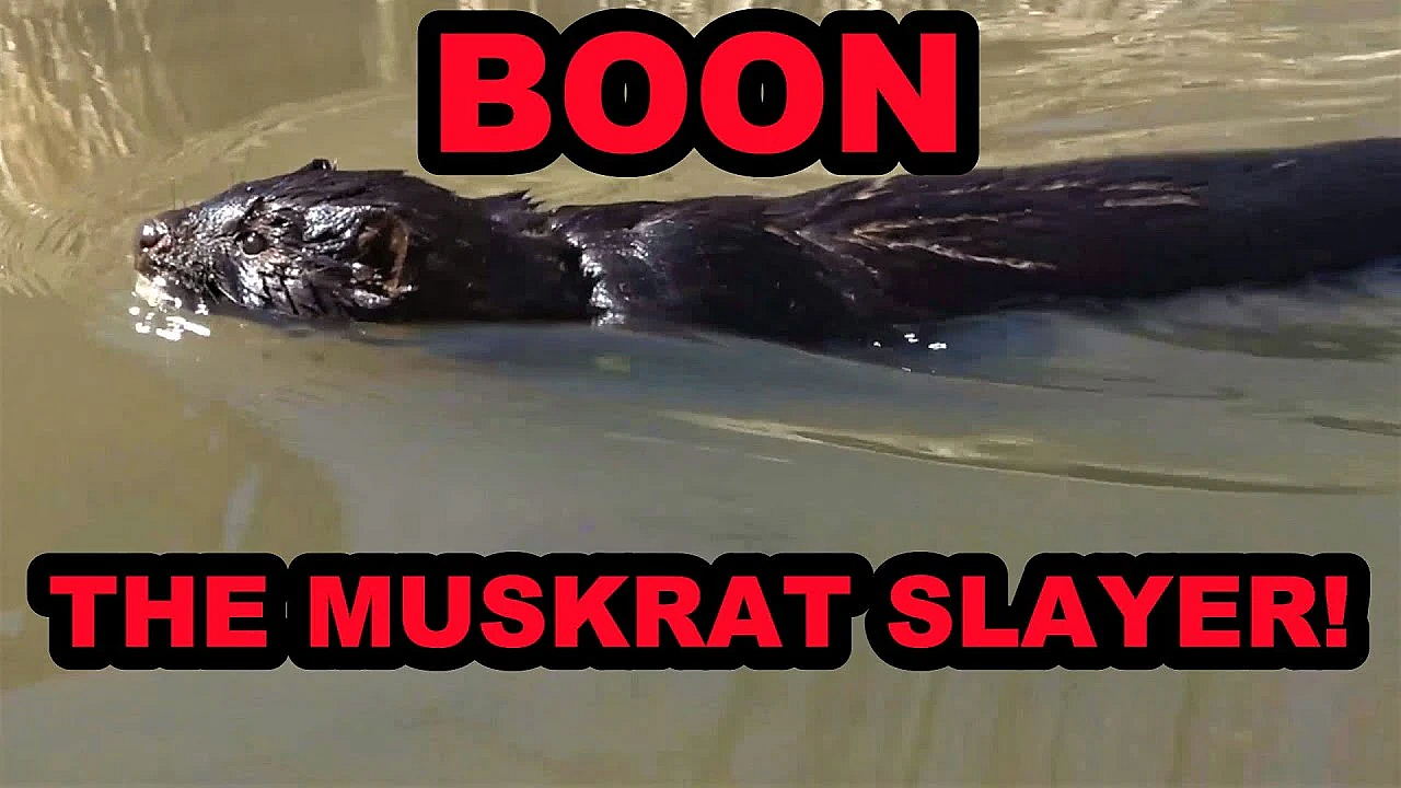 Learning About Mink While Hunting Muskrats.