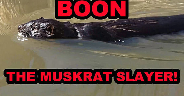 Learning About Mink While Hunting Muskrats.