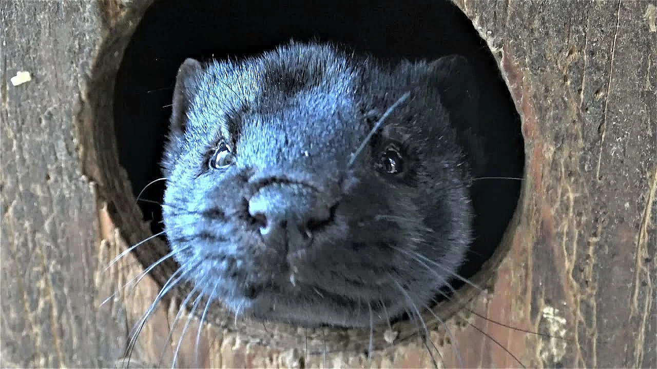 Mamba Explanation, And Minkland Update!