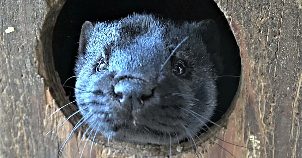 Mamba Explanation, And Minkland Update!