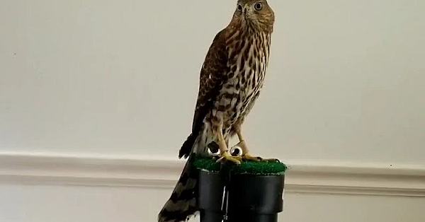 New Falconry Cooper's Hawk Update