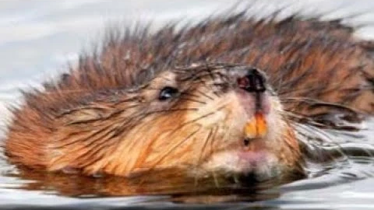 Muskrat Pest Control With Saber The Mink