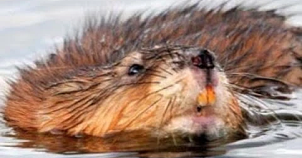 Muskrat Pest Control With Saber The Mink