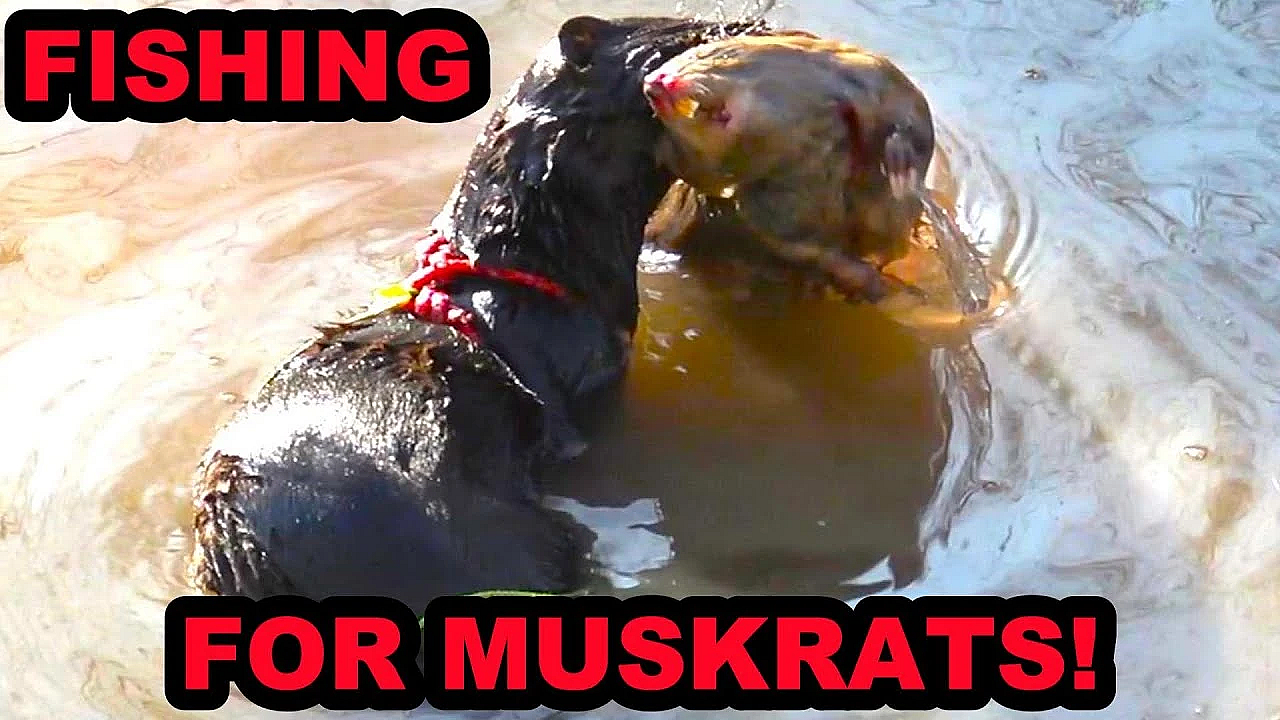 Fishing Training Turned Into A Muskrat Training
