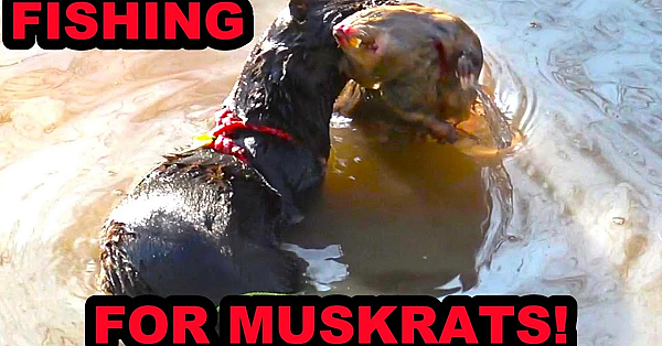 Fishing Training Turned Into A Muskrat Training