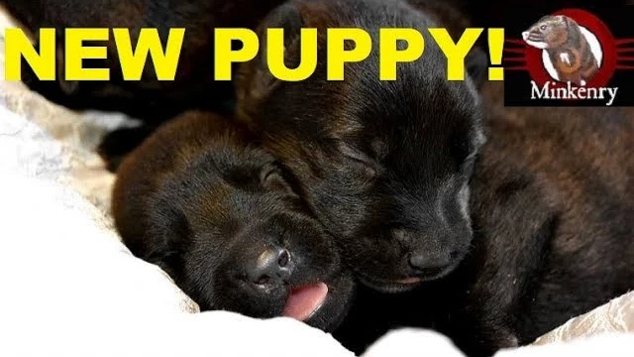 Introducing Our Dutch Malinois Puppy!