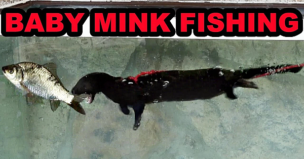 3.5 Month Old Mink, Wyatt And Rascal, Learning To Fish.