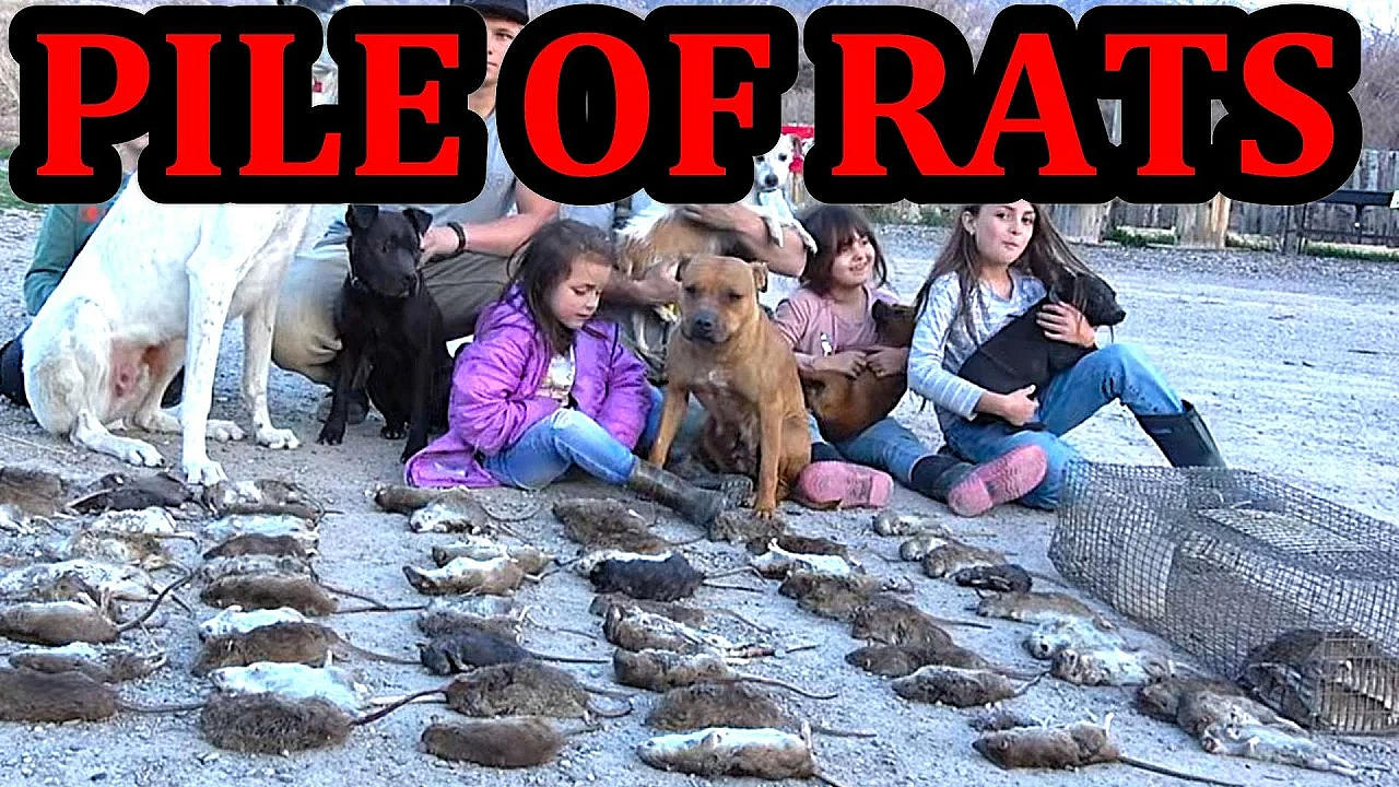 Rat Infested Log OBLITERATED by Pit Bulls and Tiny Terriers.