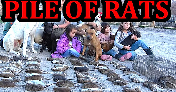 Rat Infested Log OBLITERATED by Pit Bulls and Tiny Terriers.