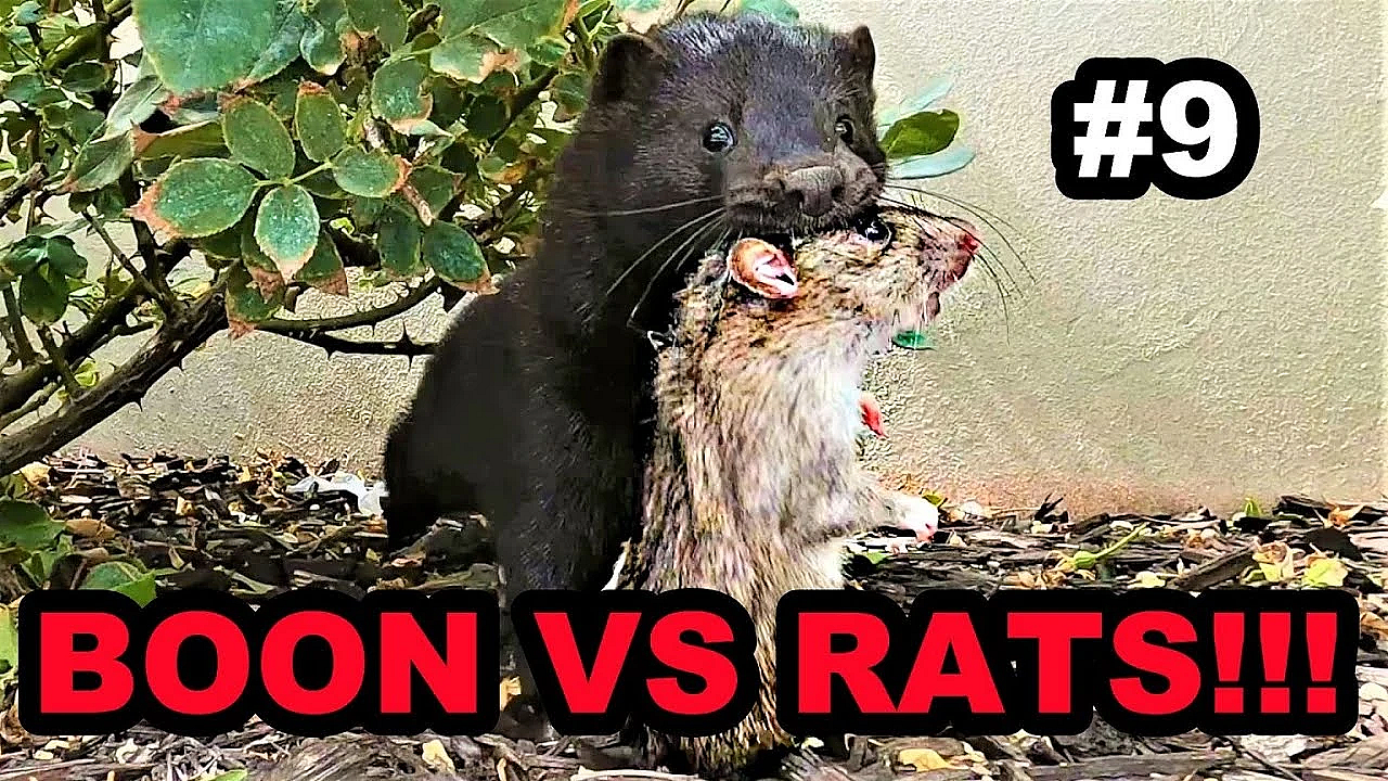 #9 Boon Destroys Rats At The Park!