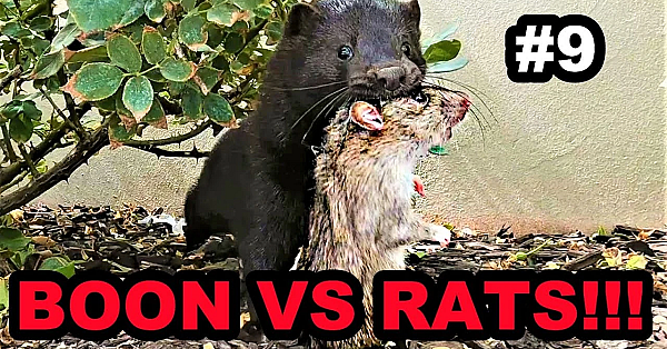 #9 Boon Destroys Rats At The Park!