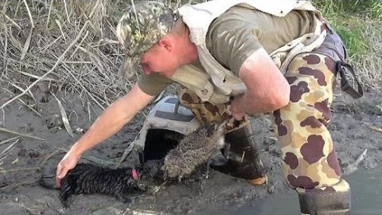 Muskrat Hunting With Young Mink