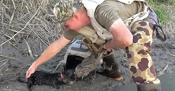 Muskrat Hunting With Young Mink