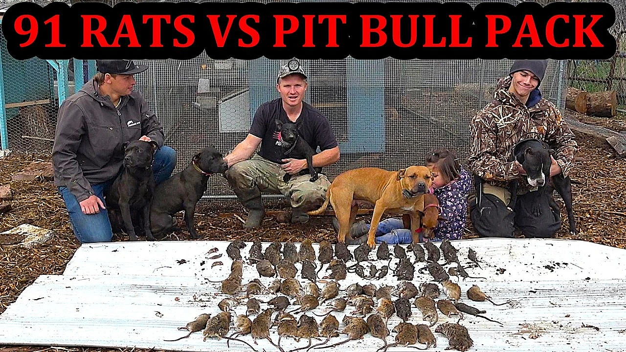 What Would You Do if You Had 91 Rats in YOUR Chicken Coop?!?!?
