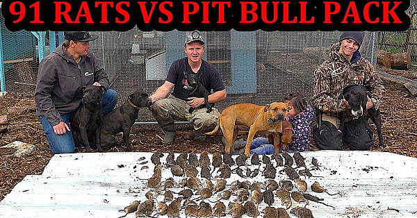 What Would You Do if You Had 91 Rats in YOUR Chicken Coop?!?!?