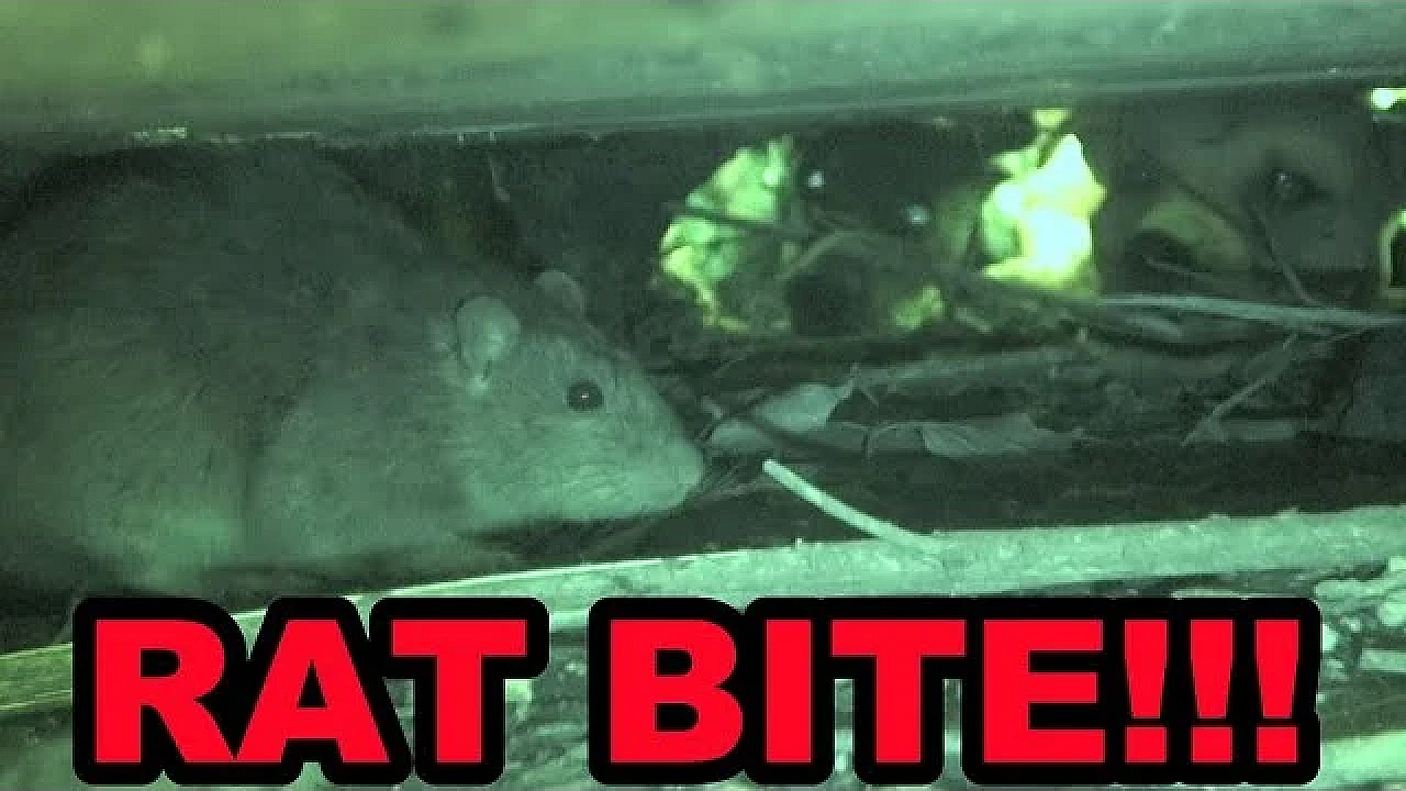 I Get Bitten To The Bone By A Rat!!!