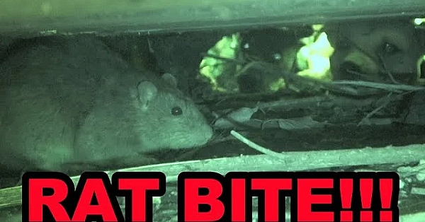 I Get Bitten To The Bone By A Rat!!!