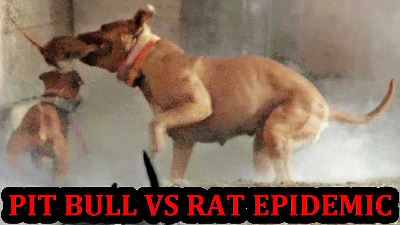 Motely Crew Of Dogs Eradicating Epidemic Of Rats.