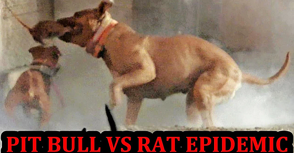 Motely Crew Of Dogs Eradicating Epidemic Of Rats.