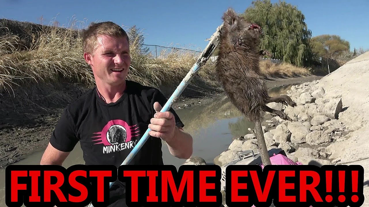 Underground Mink Vs Muskrat Footage!