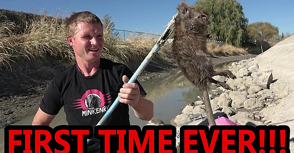 Underground Mink Vs Muskrat Footage!