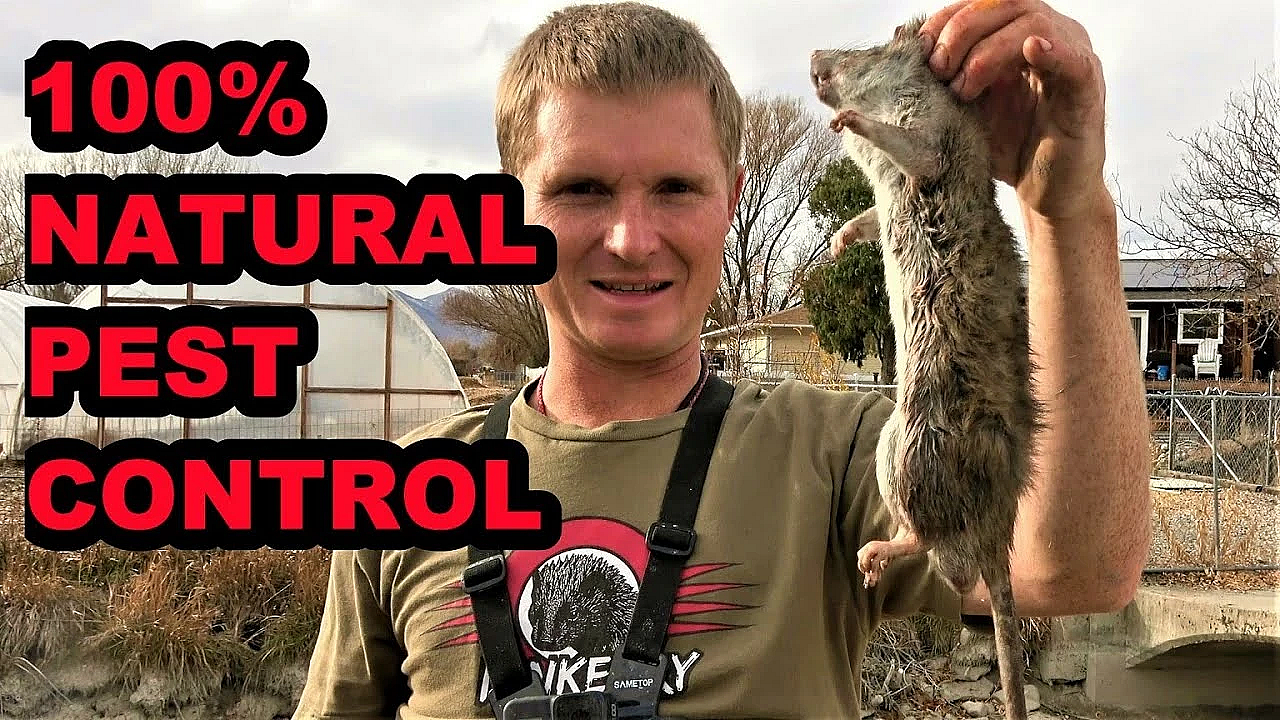 Mink And Dogs Clean Up The Canal!