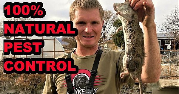 Mink And Dogs Clean Up The Canal!