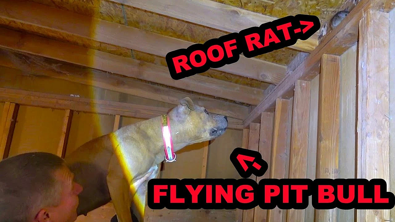 Flying Pit Bull And Tunneling Mink Vs Climbing Roof Rats!