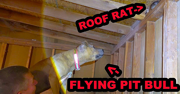 Flying Pit Bull And Tunneling Mink Vs Climbing Roof Rats!