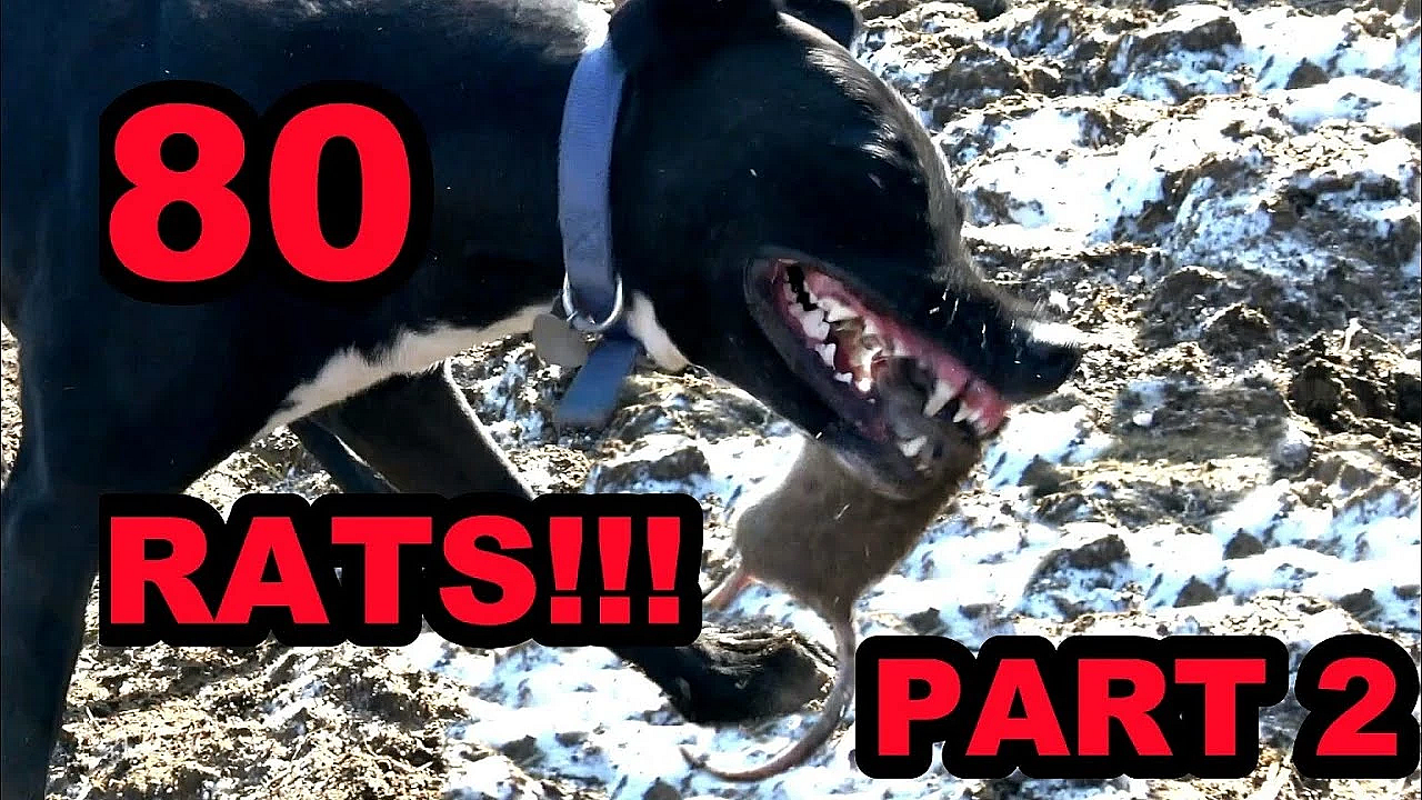 Part 2 Ratting At The Pheasant Farm!