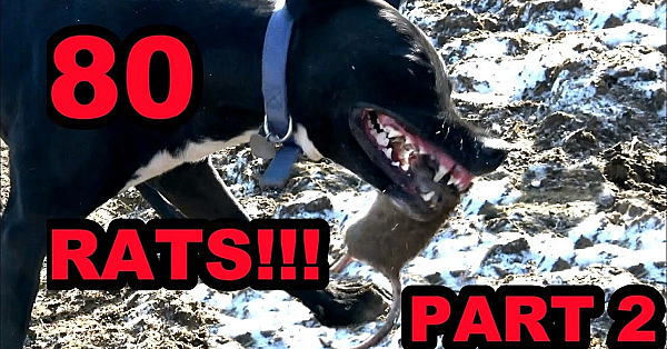 Part 2 Ratting At The Pheasant Farm!