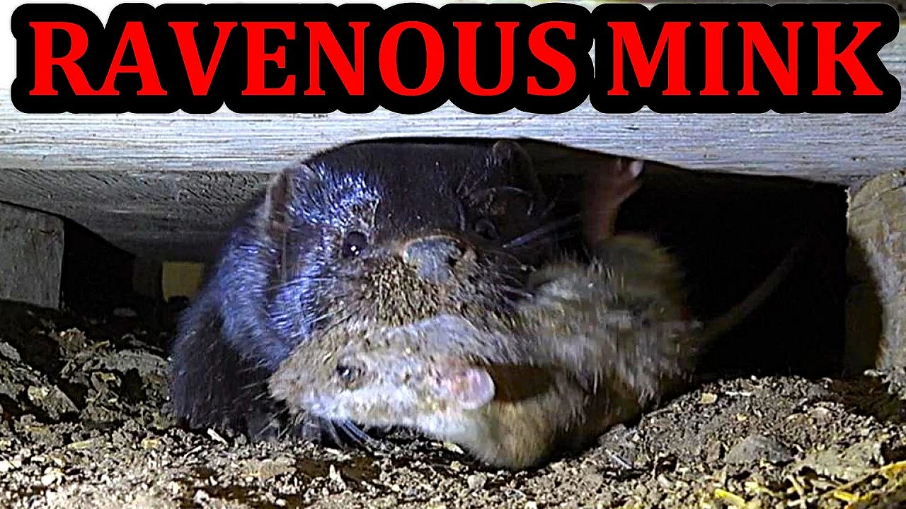Rascally Rats Ravaged by Remarkably Ravenous Mink and Dogs