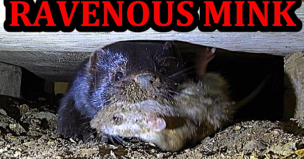 Rascally Rats Ravaged by Remarkably Ravenous Mink and Dogs
