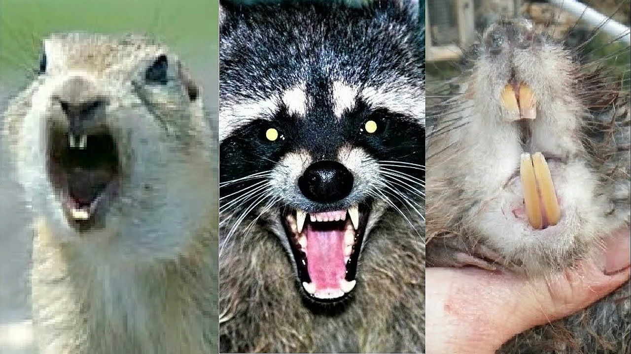 Muskrats And Squirrels And Raccoons Oh My!!!