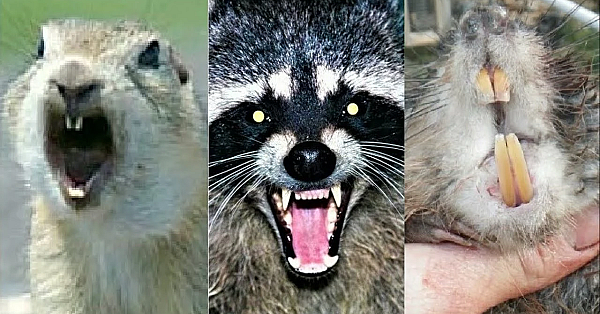 Muskrats And Squirrels And Raccoons Oh My!!!